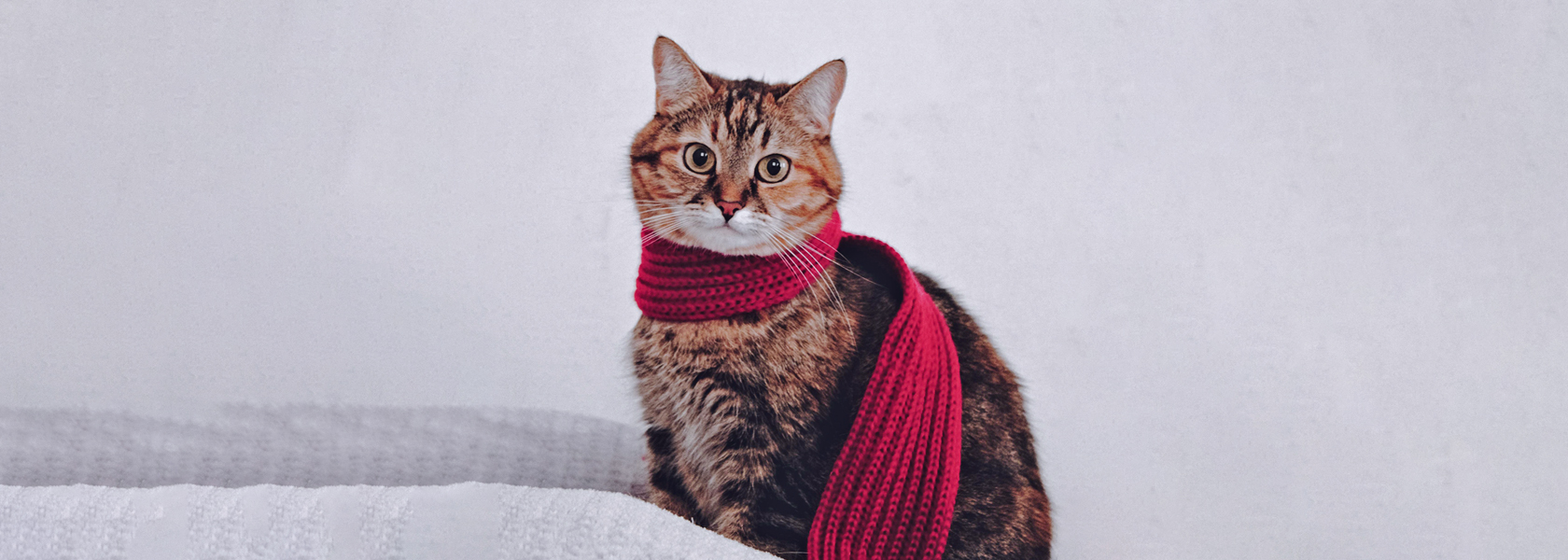 Dezember-Soforthilfe Katze mit umgelegtem Schal