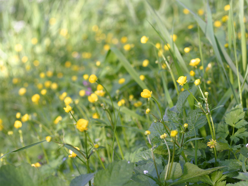 Bild von einer Wiese mit gelben Blumen