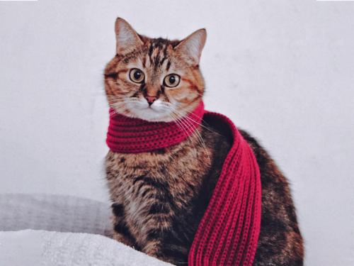 Katze mit Schal