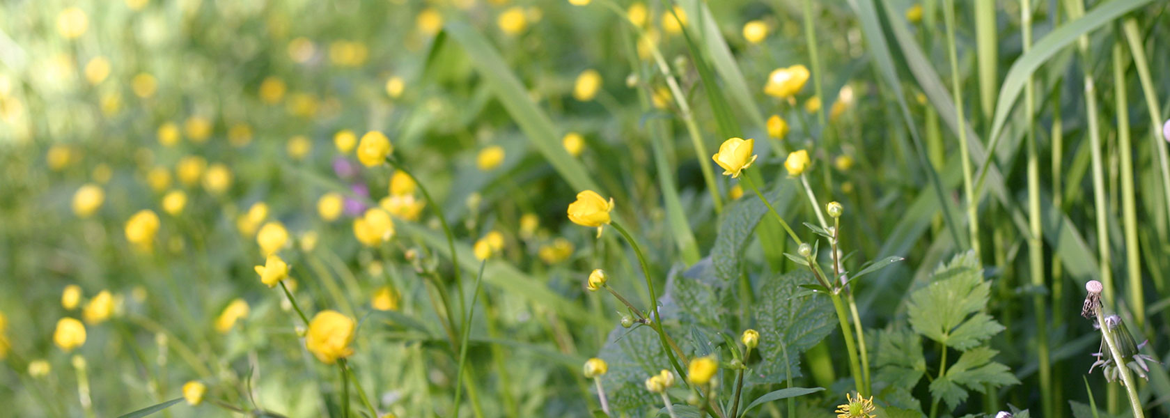 Nahaufnahme einer Wildblumenwiese